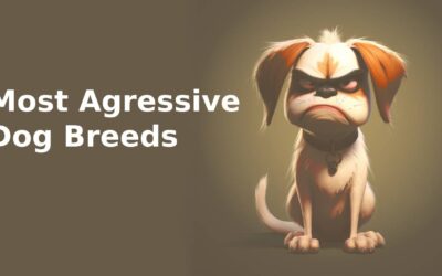 Top 12 Most Aggressive Dog Breeds