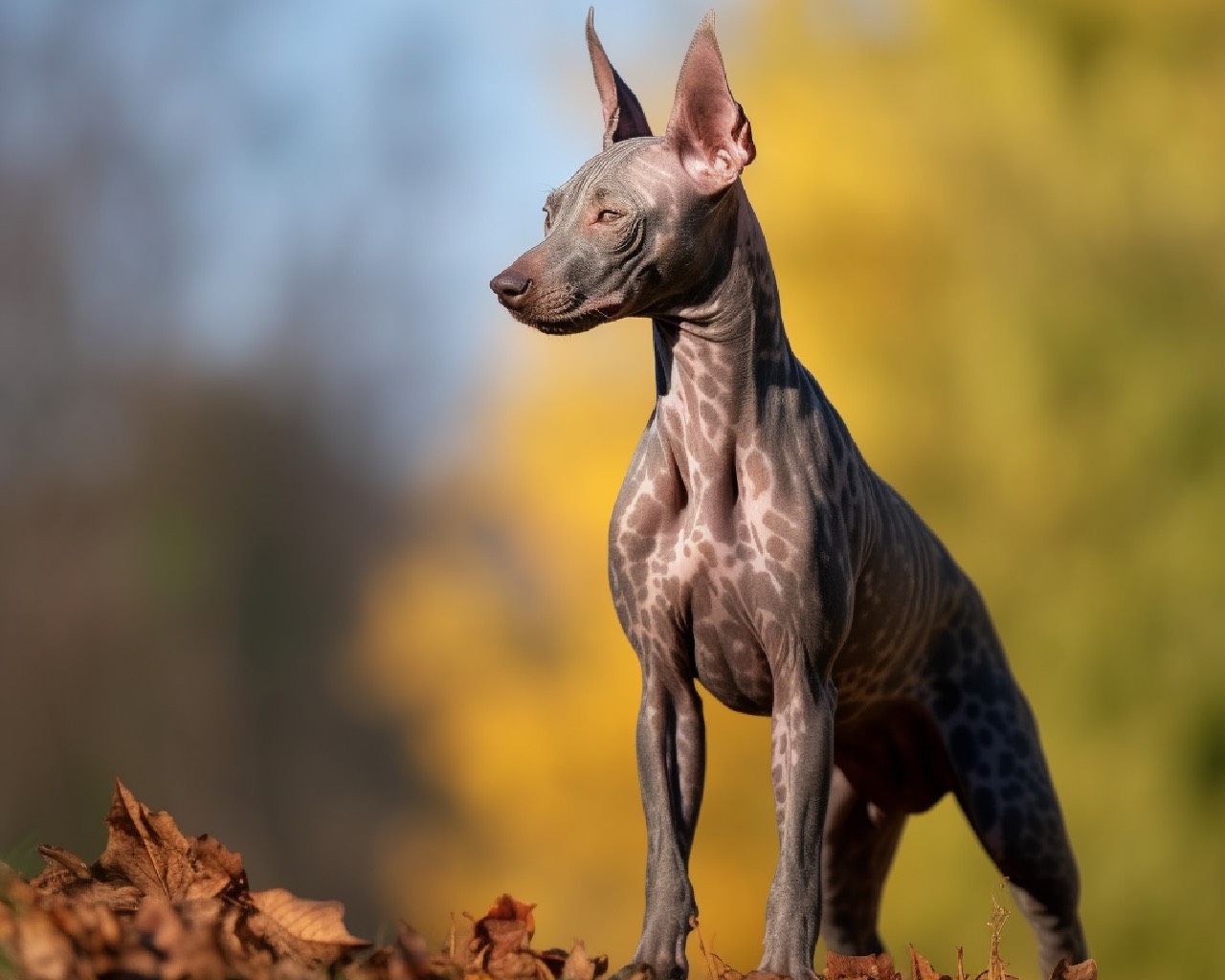 American Hairless Terrier Dog Breed in the Park
