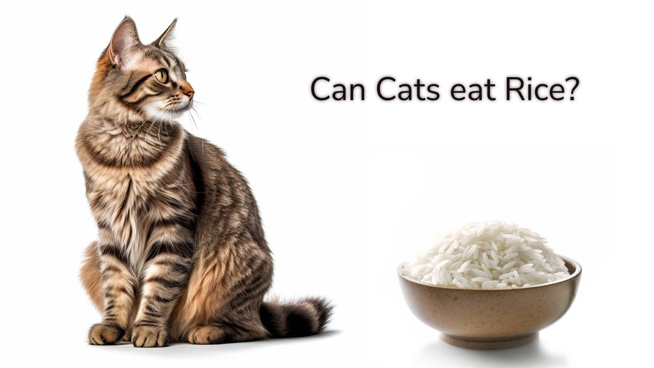 Can cats eat rice