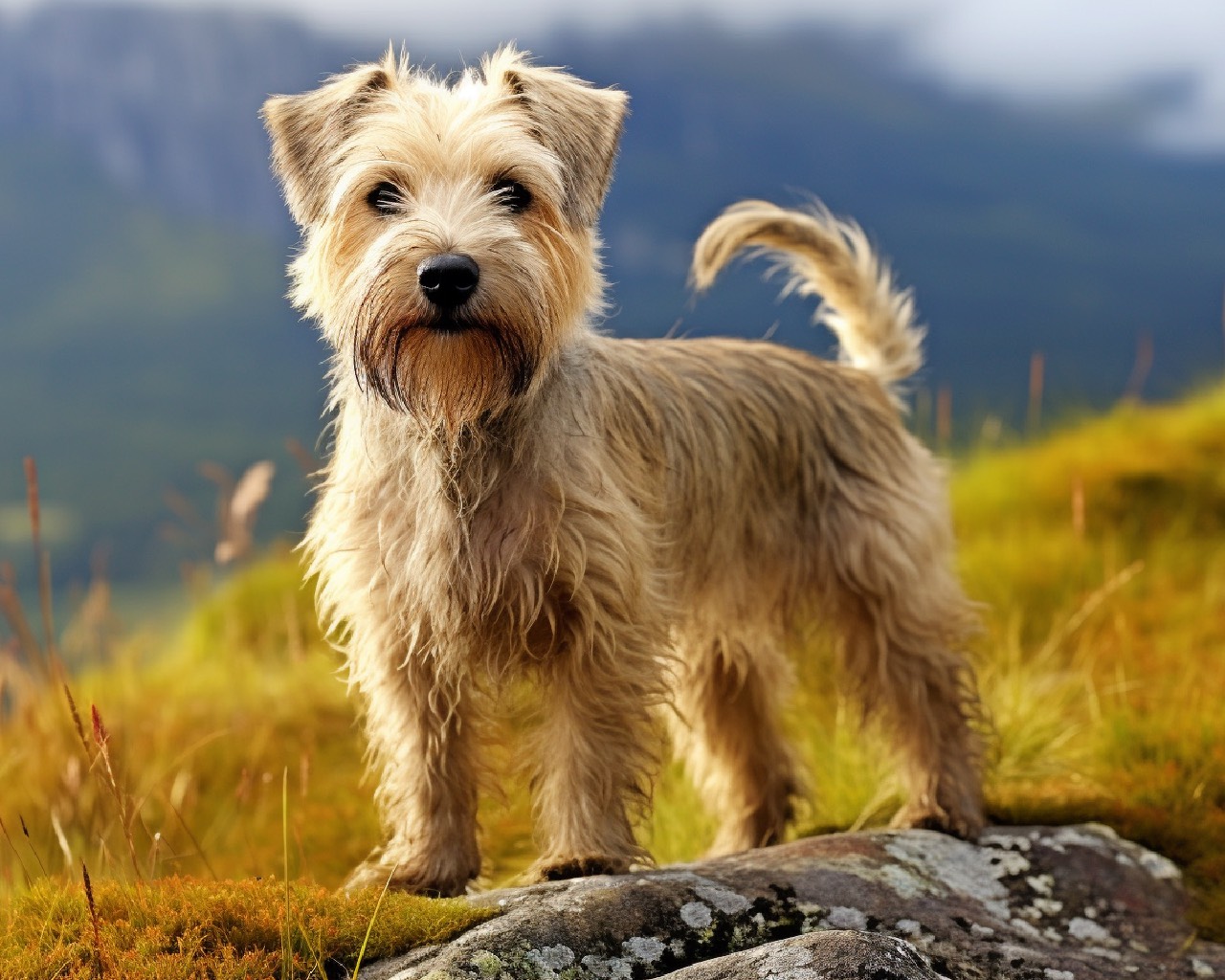 Imaal Terrier dog breed on mountain