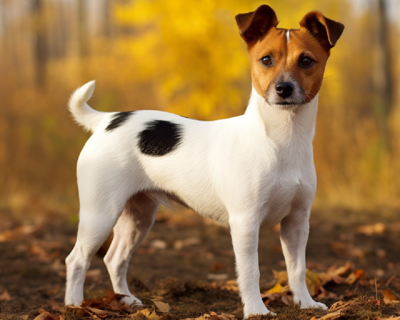 Teddy Roosevelt Terrier Dog Breed in the Park