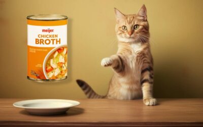 Can Cats Have Chicken Broth?