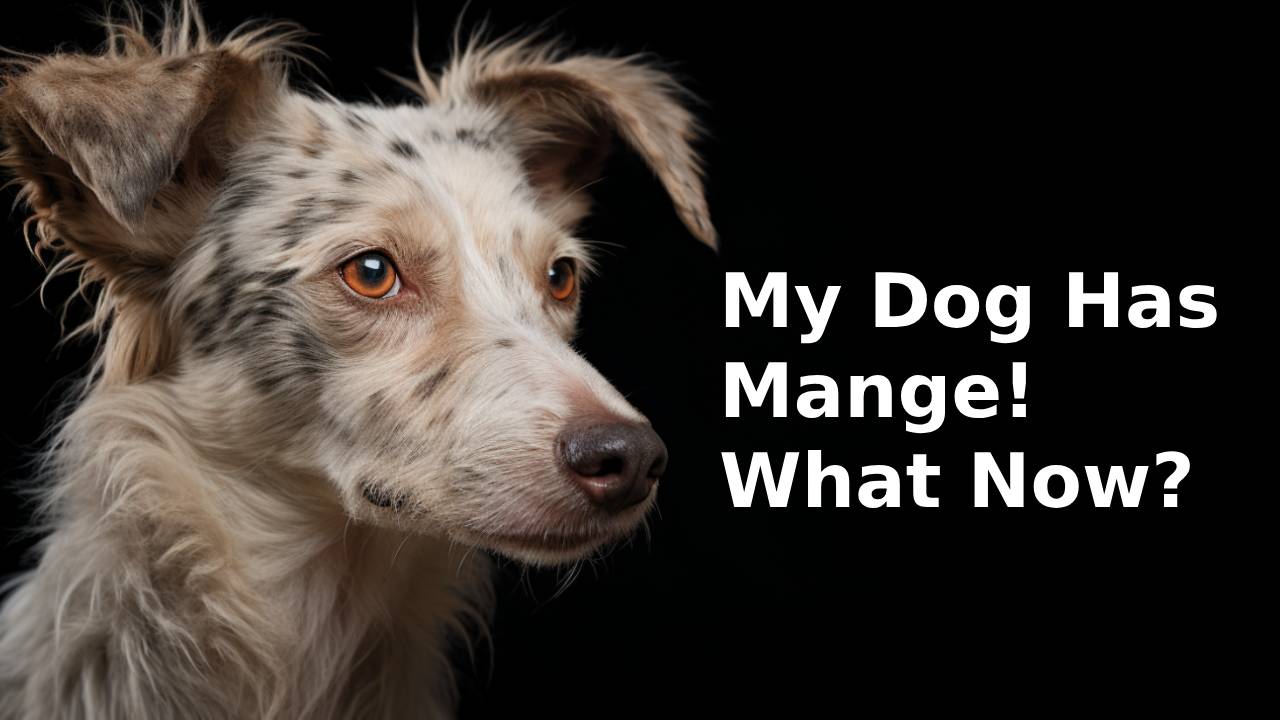 My Dog Has Mange! What Now?
