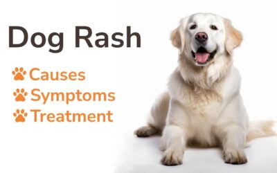 Dog Rash