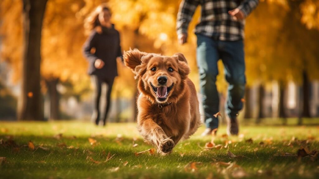 happy dog is running