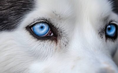 Husky Eye Colors Variations