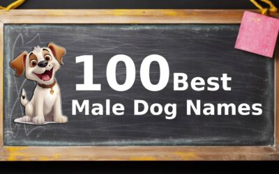 100+1 Most Popular Male Dog Names
