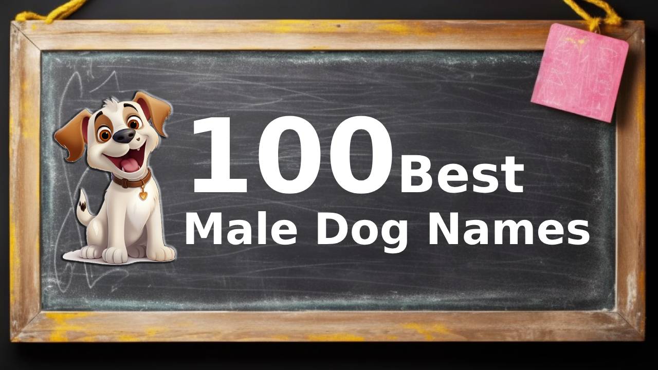 most popular dog names