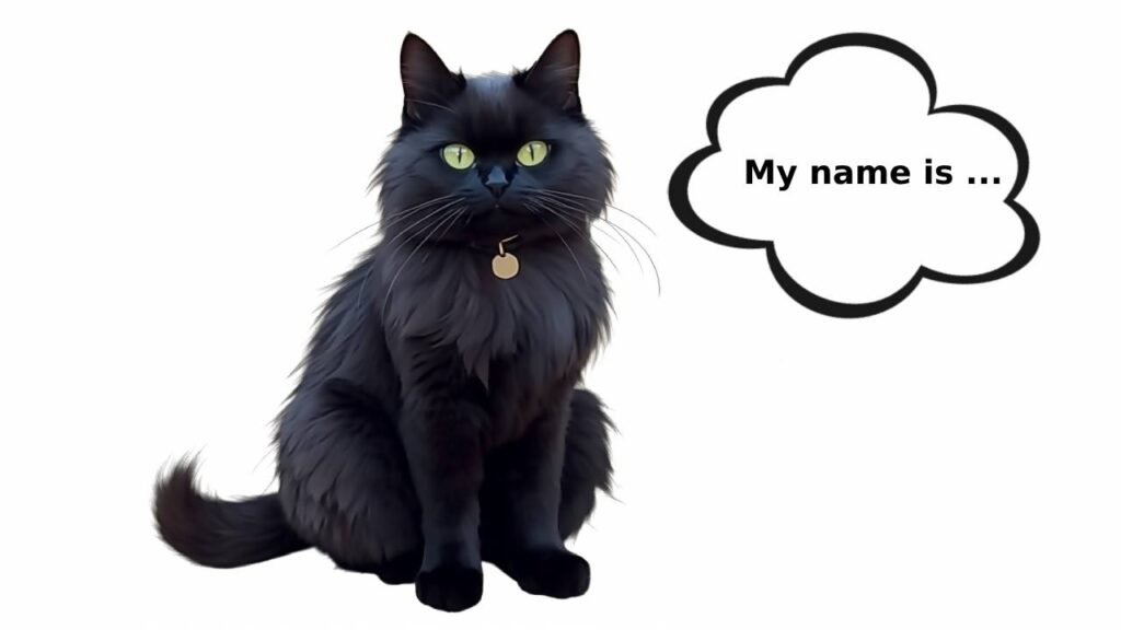 popular black cat names