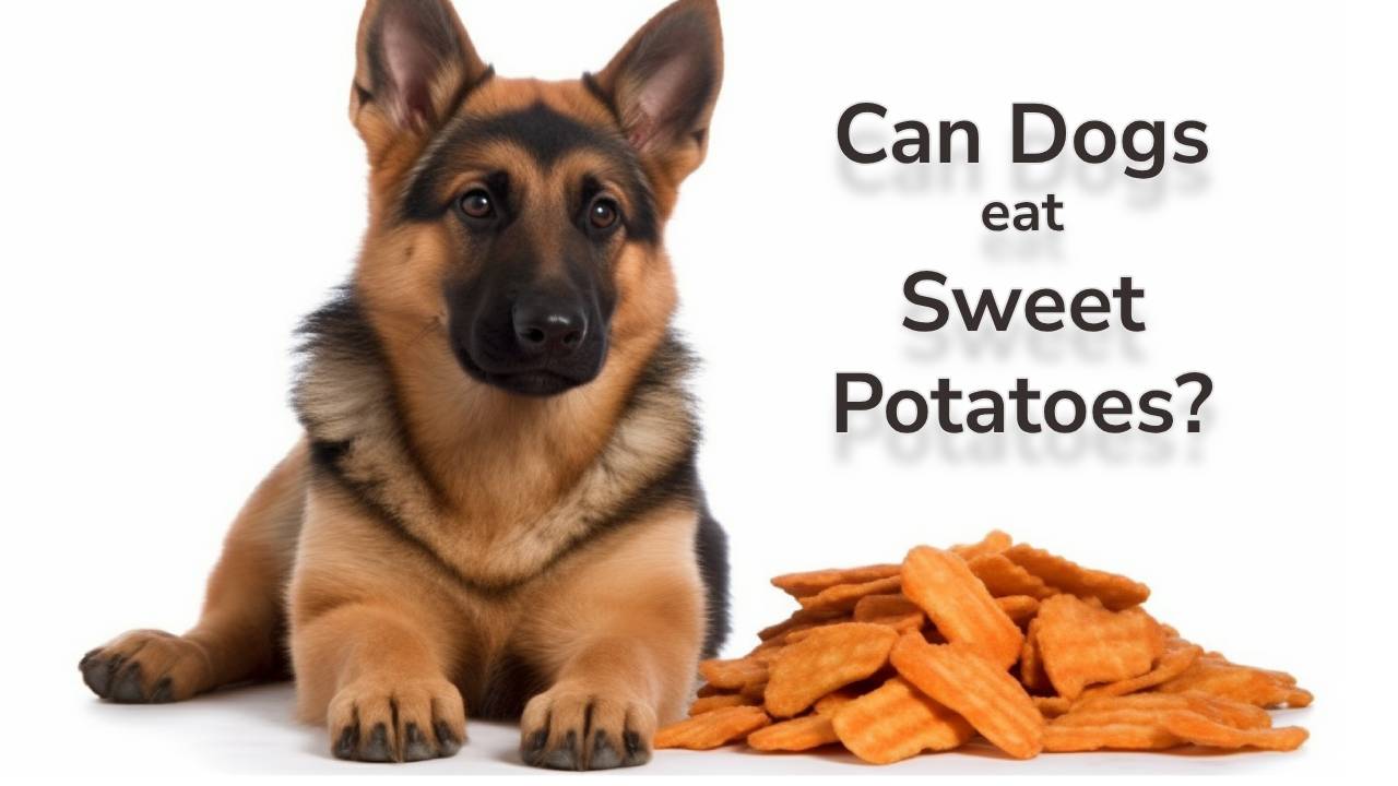 Can dogs eat sweet potatoes