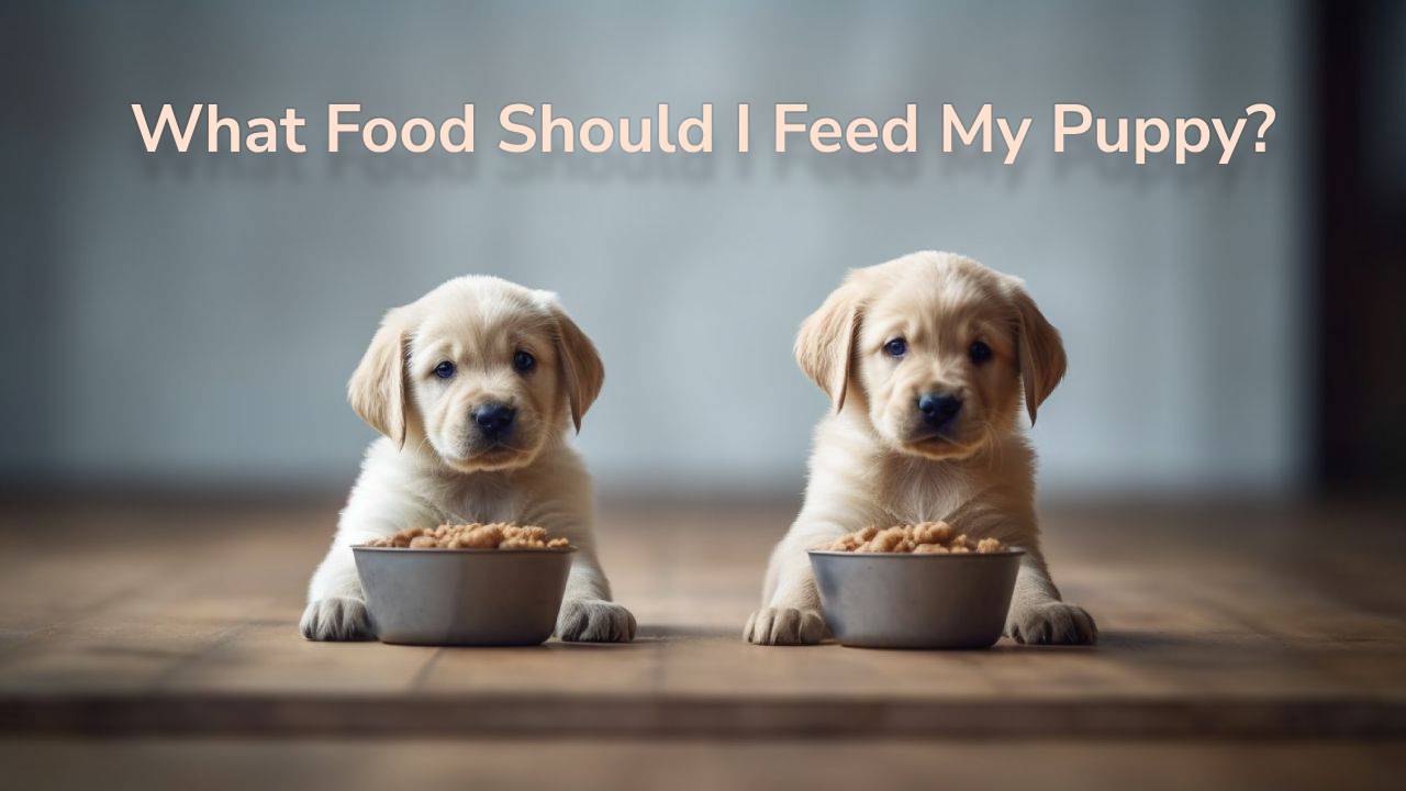Feed my puppy