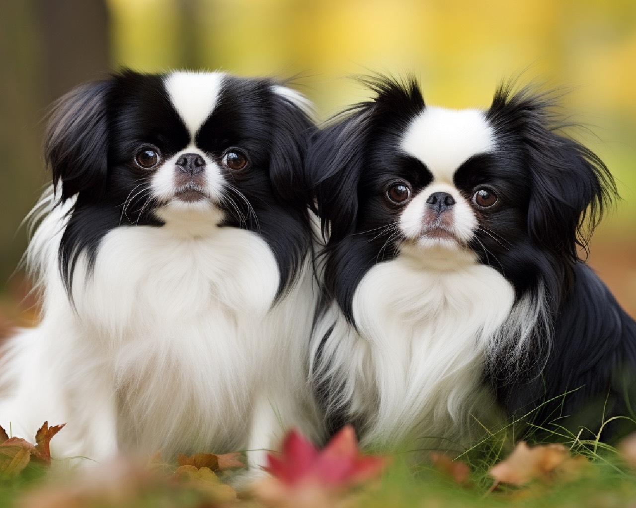 Female and Male Japanese Chin Dog Breed
