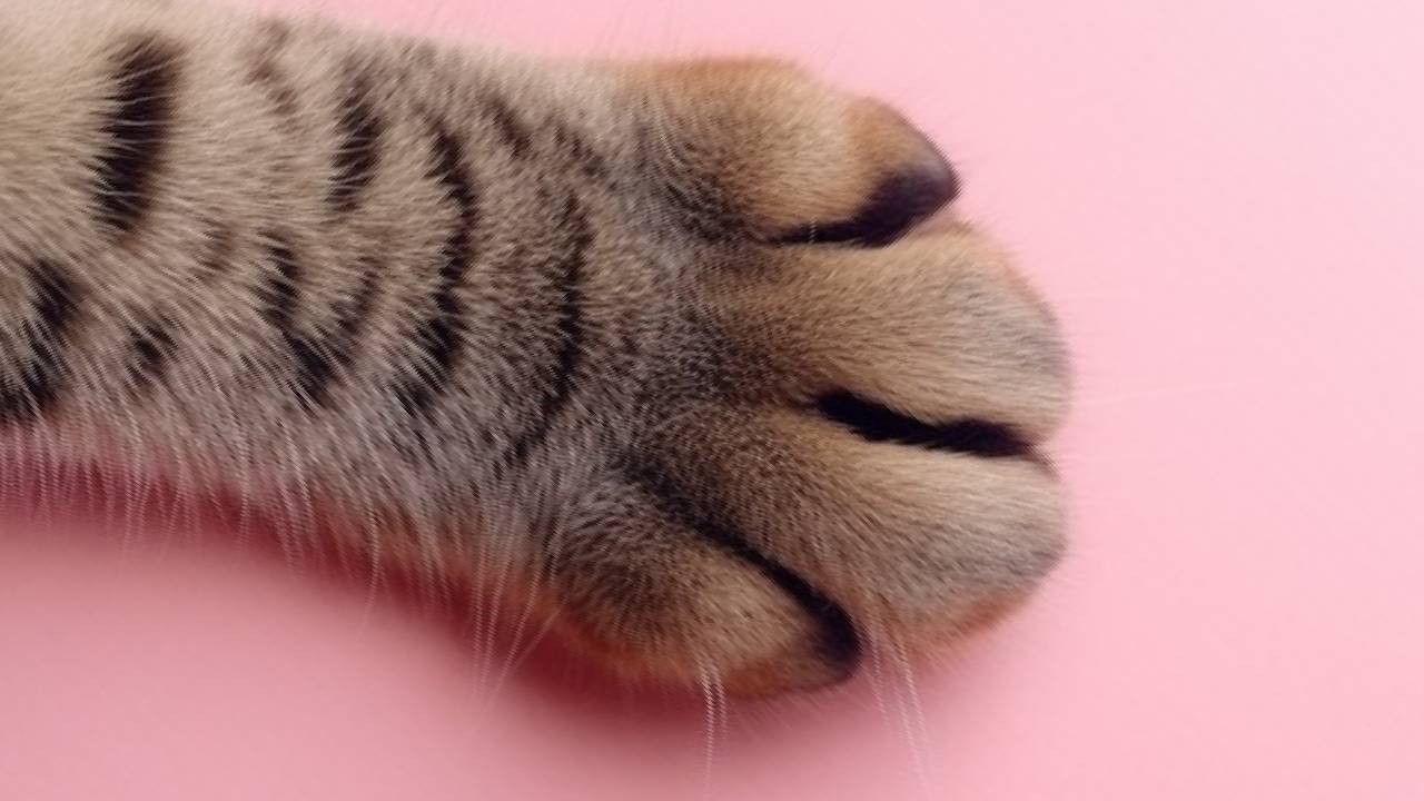 anatomy of cat toe beans