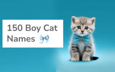 150 Best Boy Cat Names