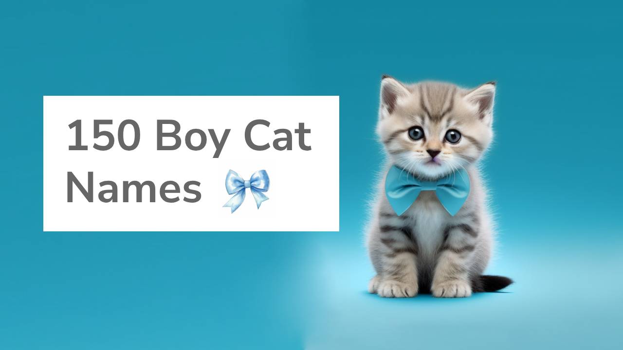 best boy cat names
