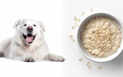 Can Dogs Eat Oatmeal Safely?