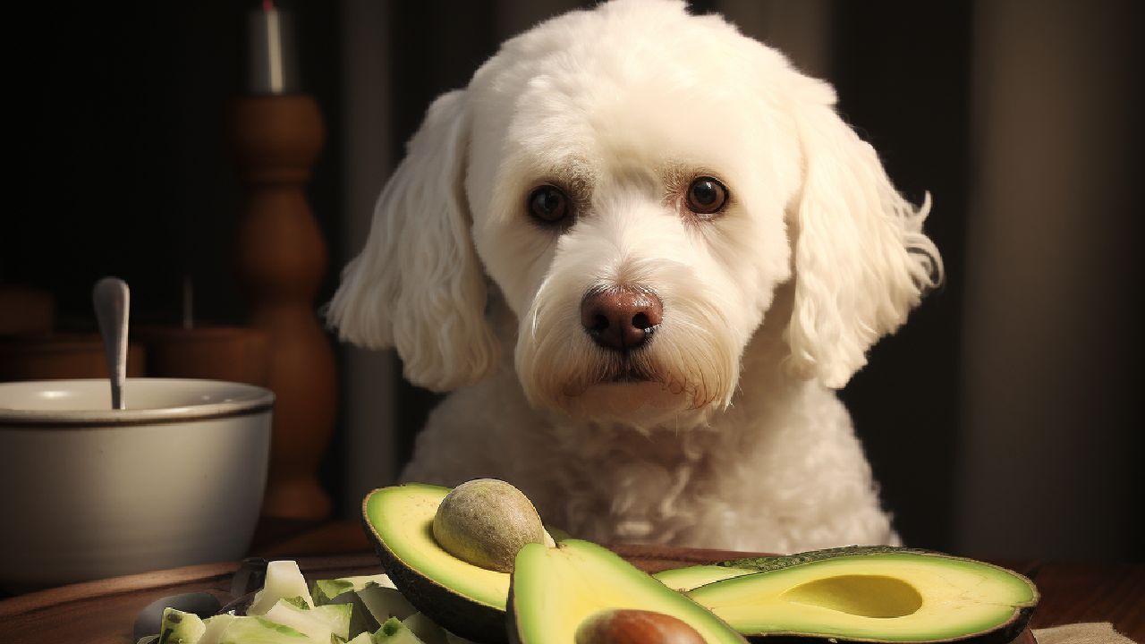 can dogs eat avocados