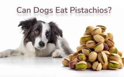 Can Dogs Eat Pistachios? Guide for Pet Owners