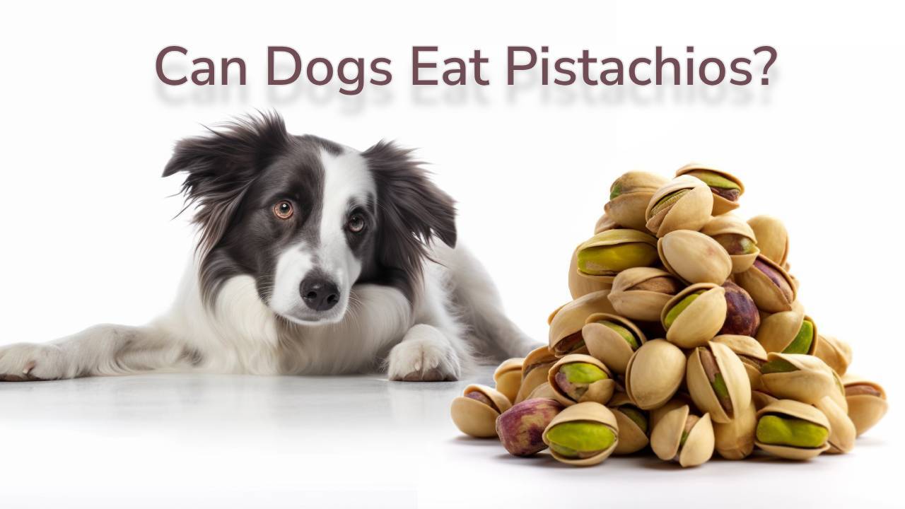 dogs eating pistachios