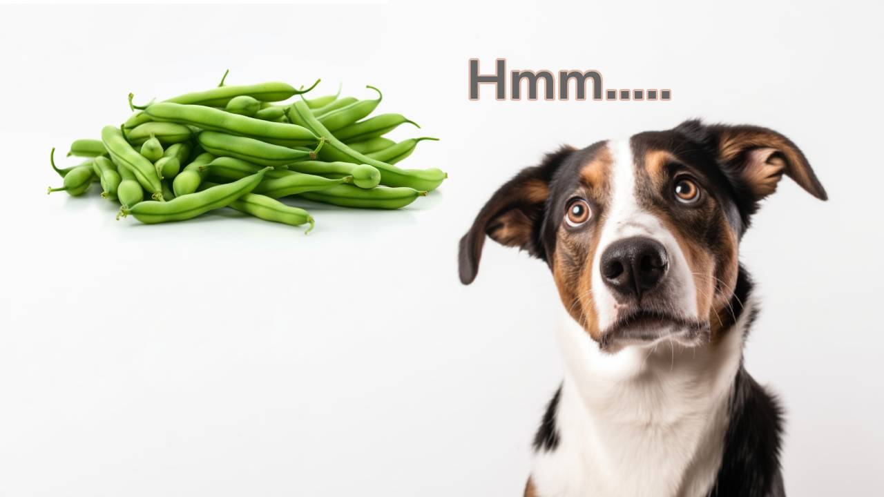 prepare geen beans for a dog