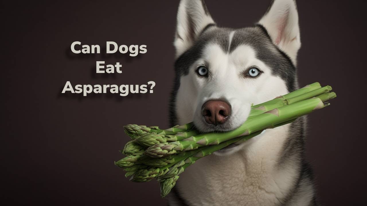 dog eat asparagus
