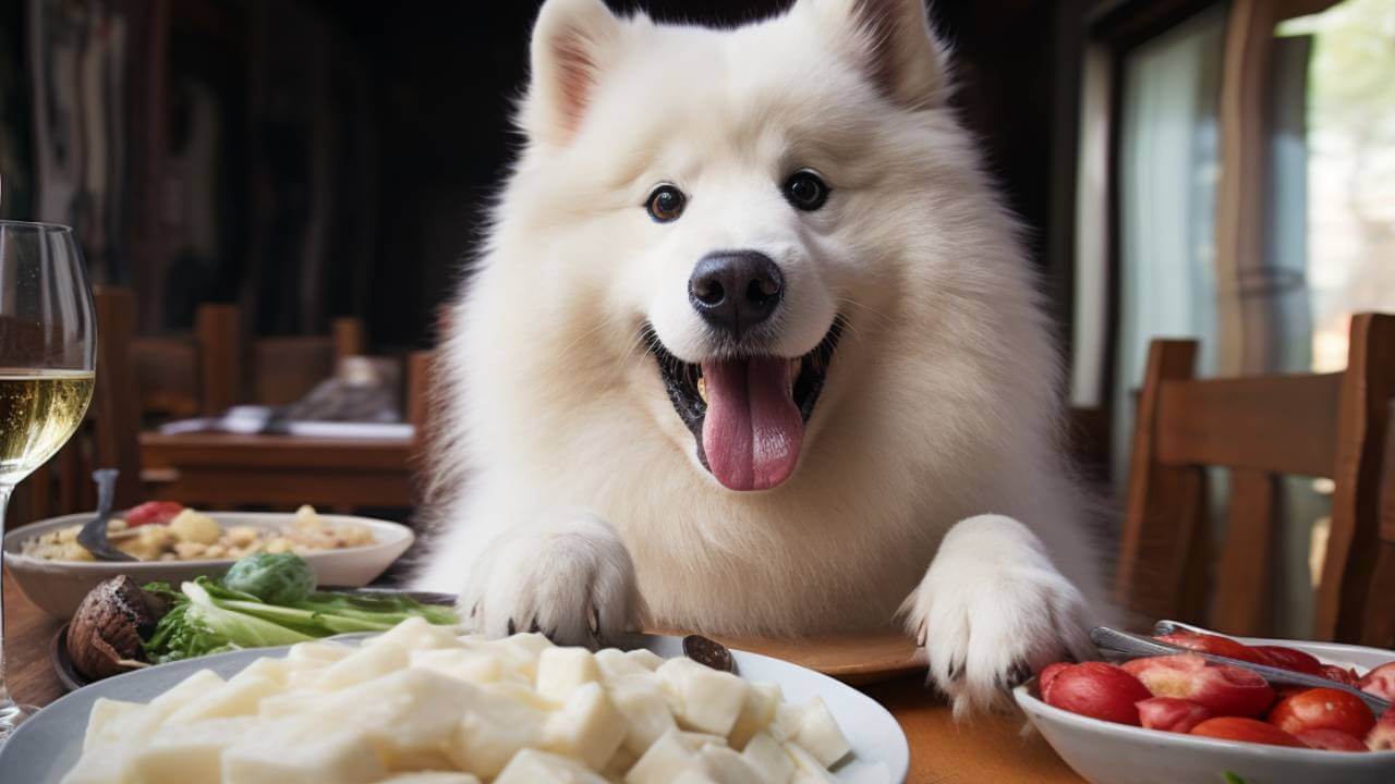 Dog eat tofu