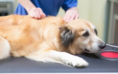Tick Borne Diseases In Dogs: Protecting Your Dog