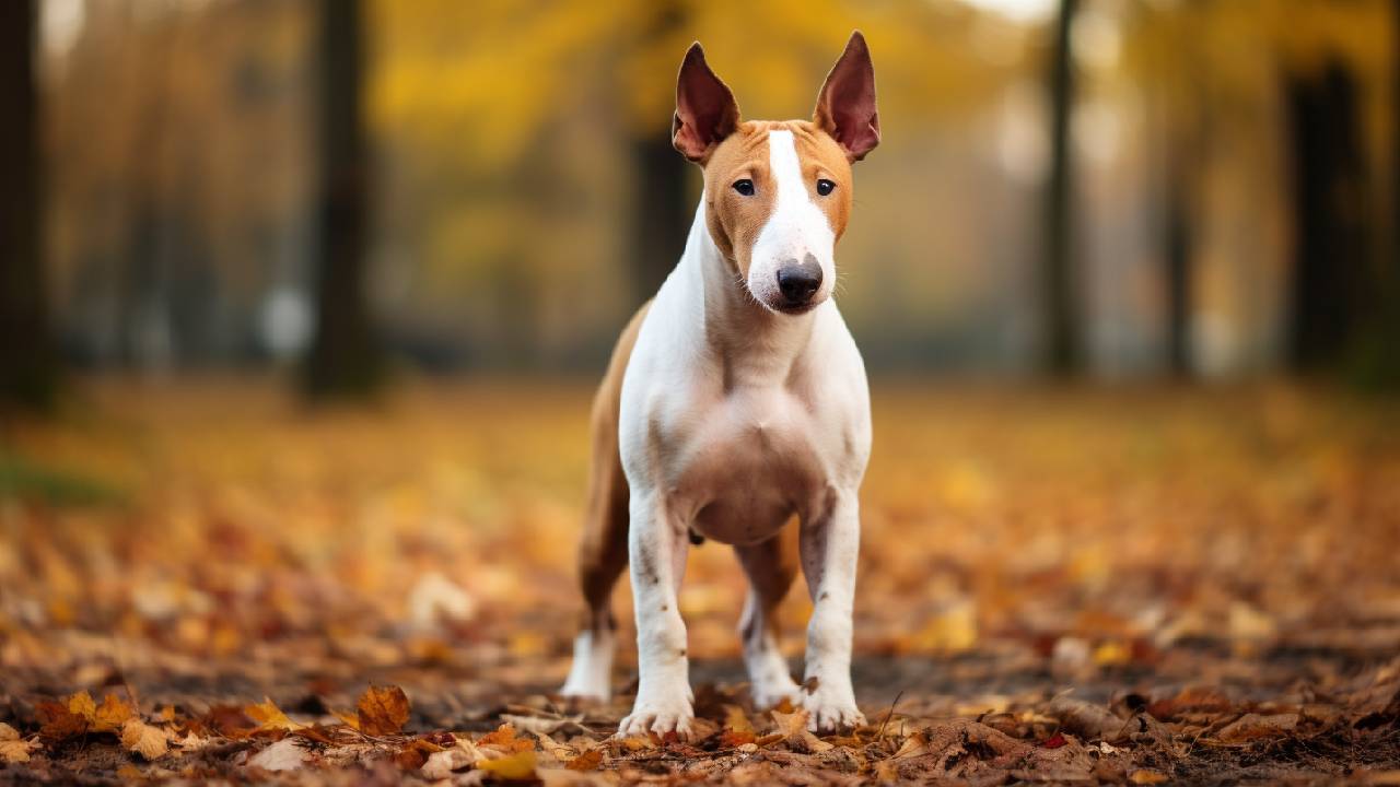 bull terrier dog breed picture