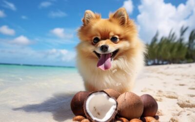 Can Dogs Eat Coconut?