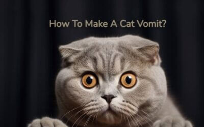 How To Make A Cat Vomit?