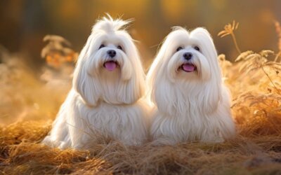 11 Top White Dog Breeds