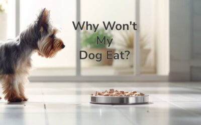 Why Doesn’t My Dog Want to Eat? Solutions to The Problem