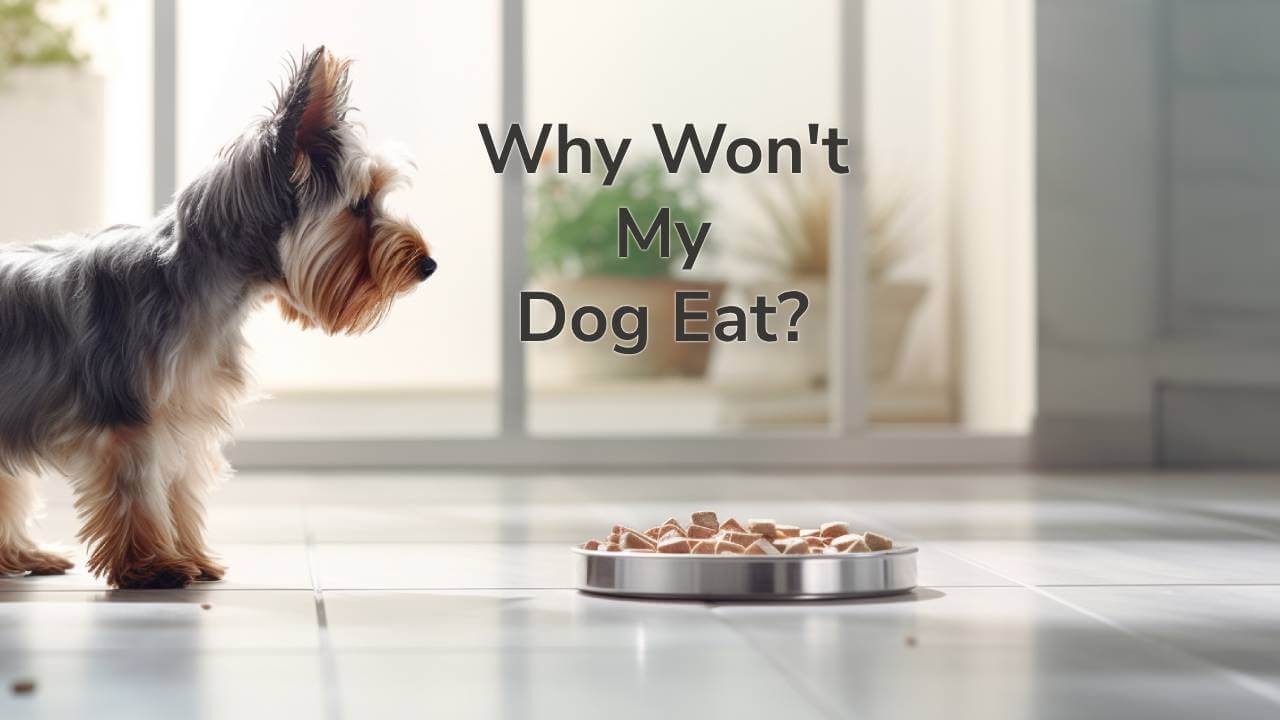 why won't my dog eat