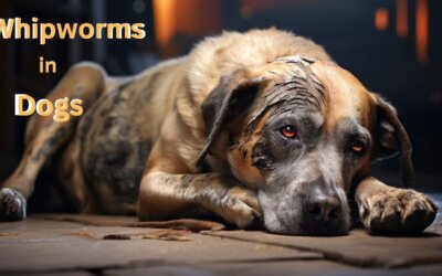 Whipworms in Dogs: Symptoms and Treatments