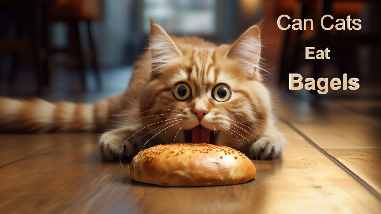 Can cats bagels
