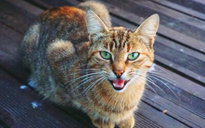 Cat Moaning: What It Means & What To Do
