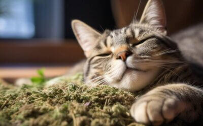 What Is Catnip And How Does It Work?
