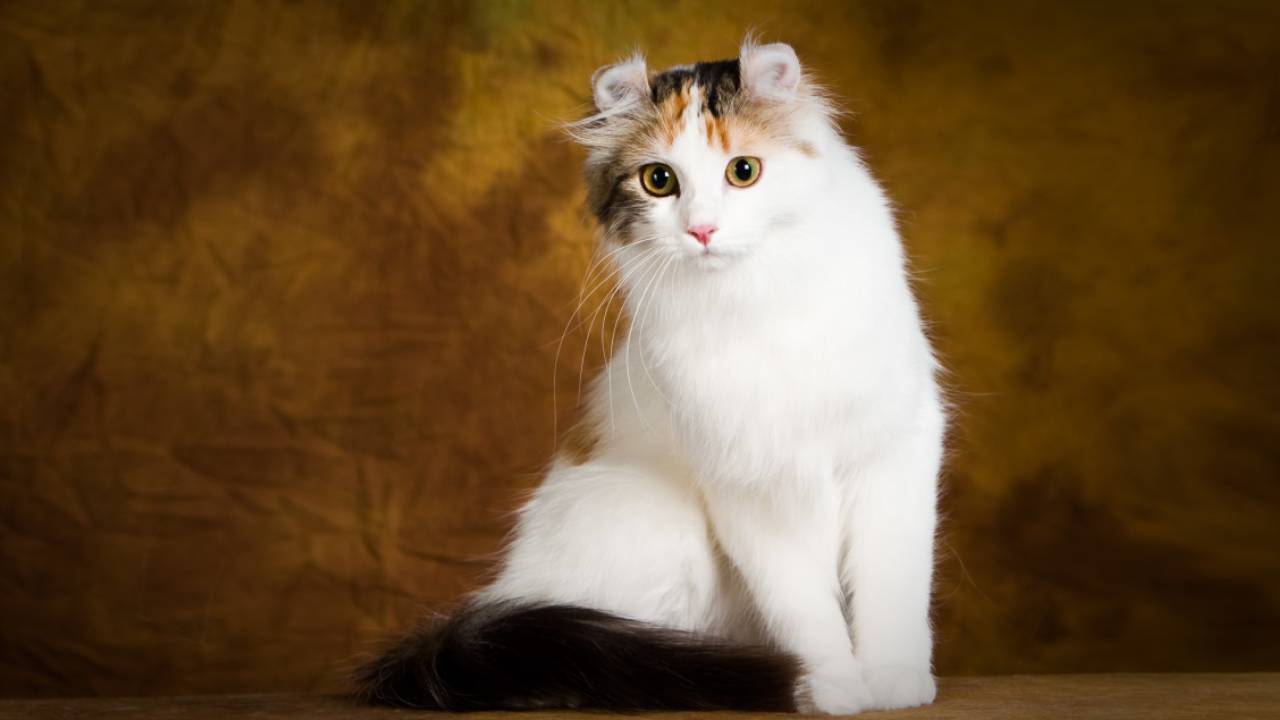 american curl cat breed picture