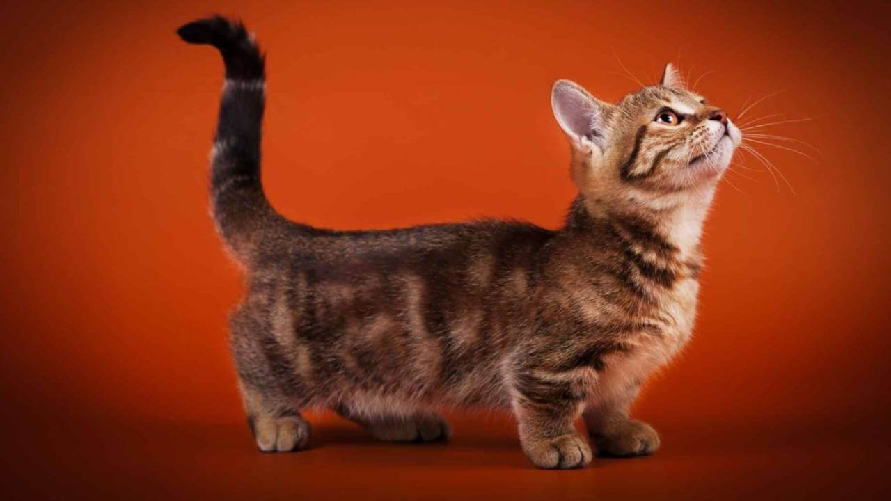 are Munchkin cat healthy