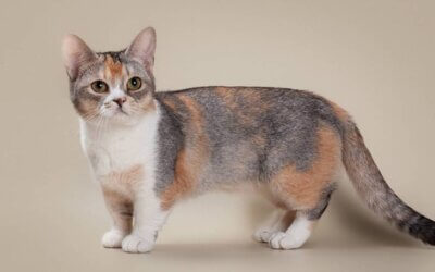 Are Munchkin Cats Healthy? Common Concerns 