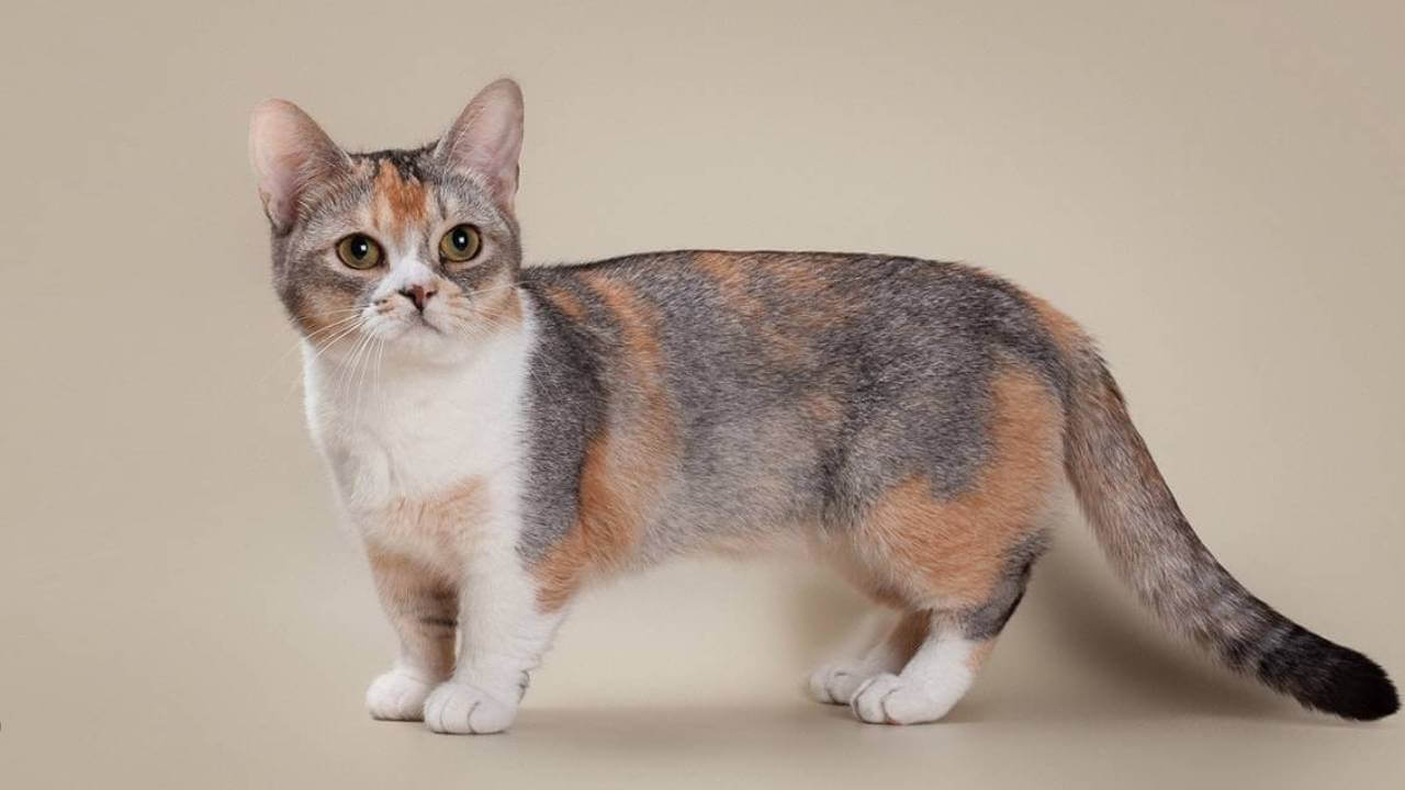 are Munchkin cats healthy