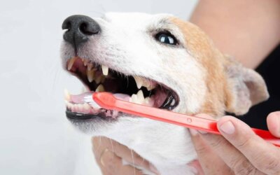 How to Brush Dogs Teeth?