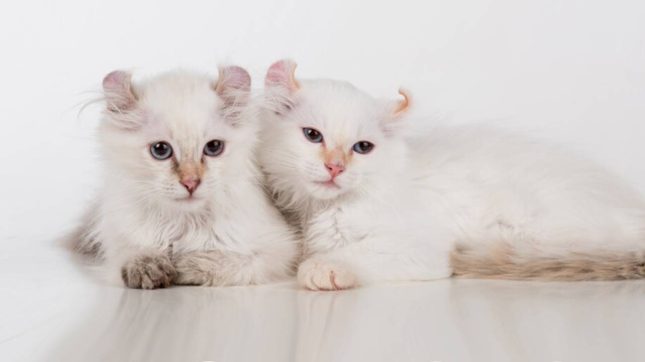 male and female american curl cat breed