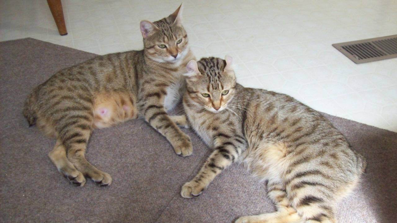 male and female highlander cats breed