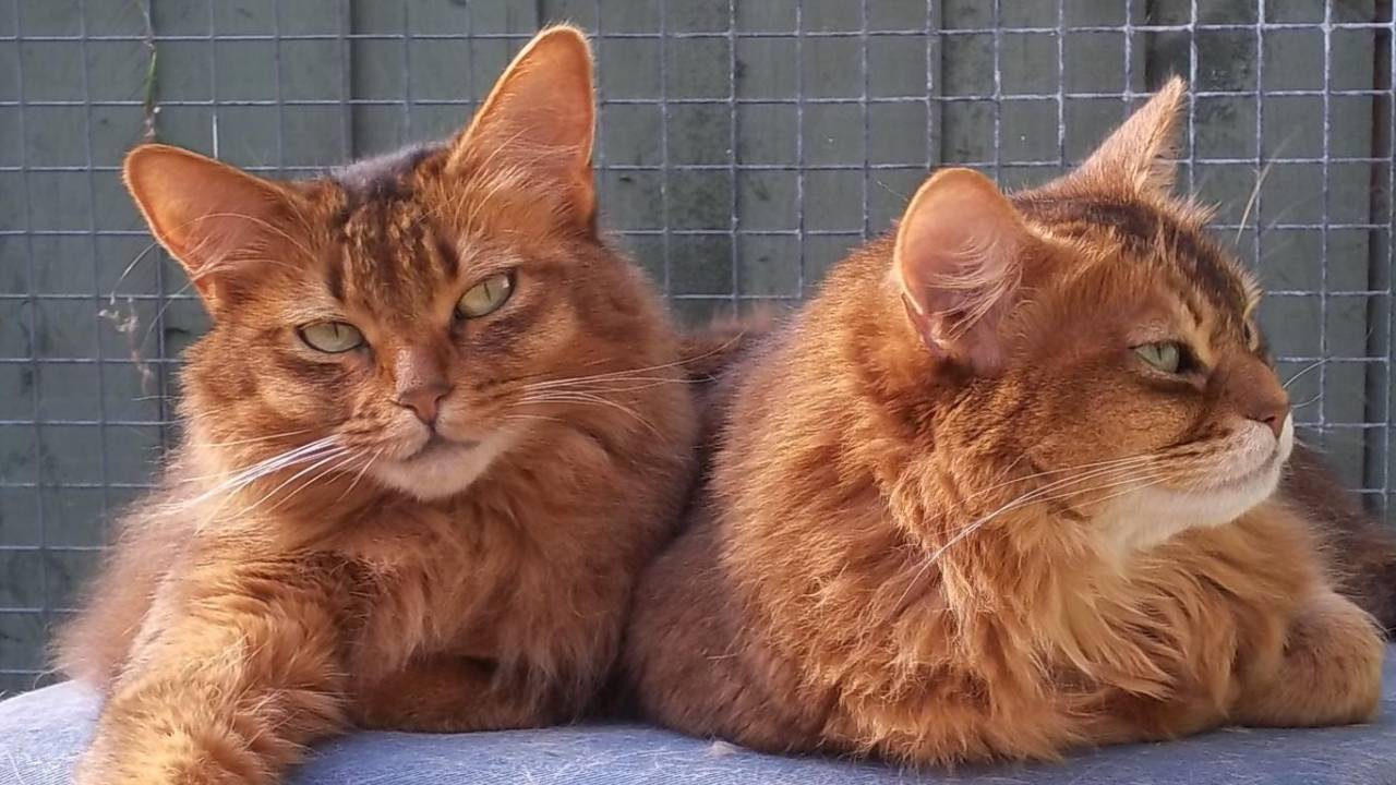 male and female somali cats breed