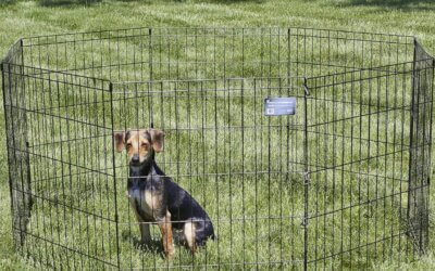 Best Metal Playpens for Dogs of 2024