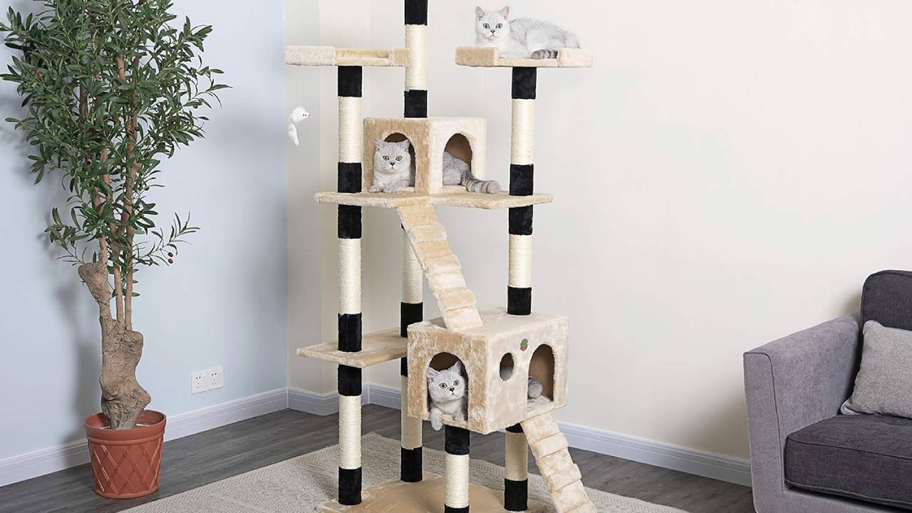 Best cat tree for large cats