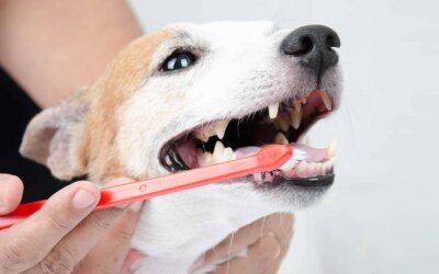 Best Dog Toothpaste
