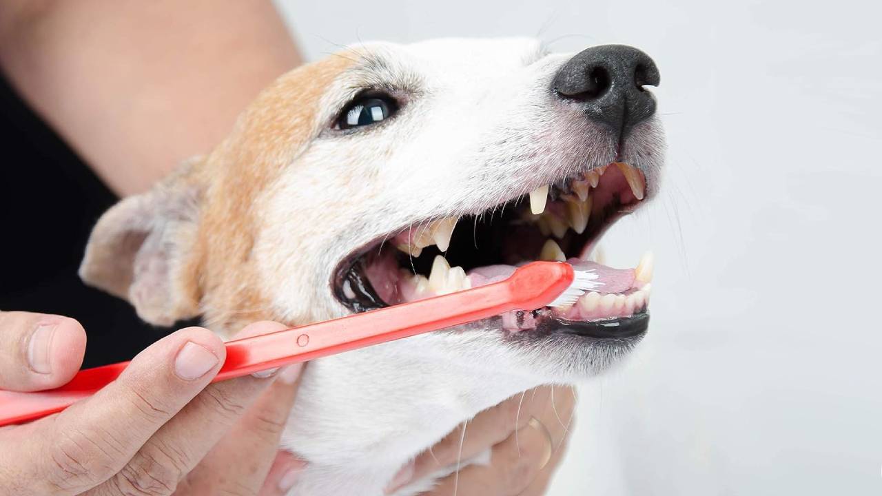 Best dog toothpaste