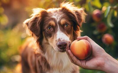 Can Dogs Eat Peaches? Vet-Verified
